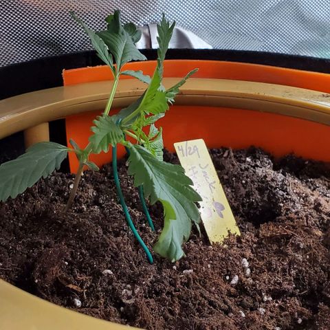 Representative Lemon growlog timeline photo