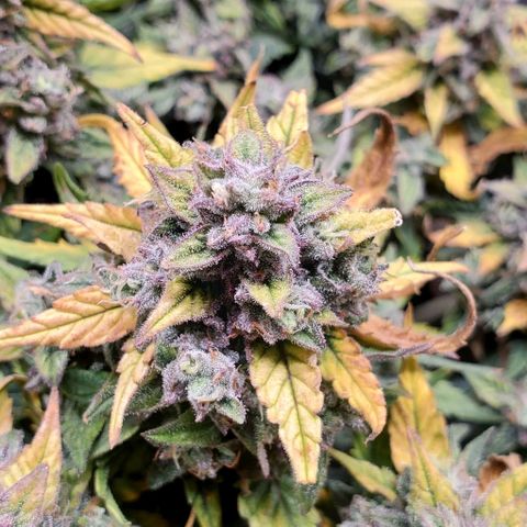 Representative Lemon growlog timeline photo