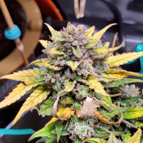 Representative Lemon growlog timeline photo
