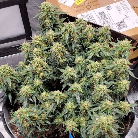 Representative Lemon growlog timeline photo