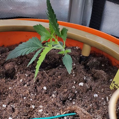 Representative Lemon growlog timeline photo
