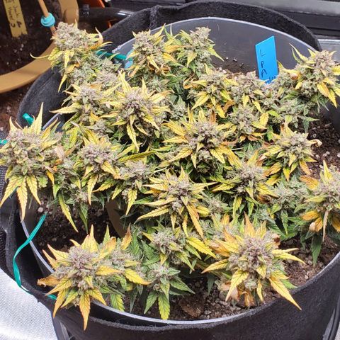 Representative Lemon growlog timeline photo