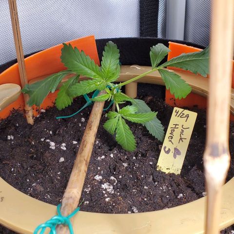 Fuckin' Linda growlog photo: Started LST