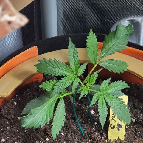 Fuckin' Linda growlog photo: Started LST