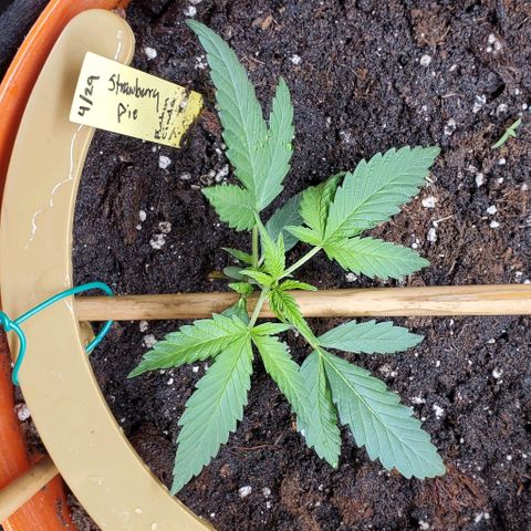 Fuckin' Linda growlog photo: Started LST