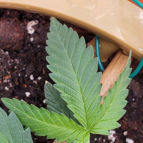 Fuckin' Linda growlog photo: Started LST