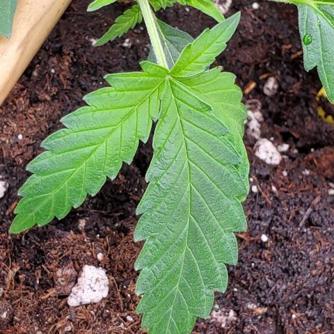 Fuckin' Linda growlog photo: Started LST