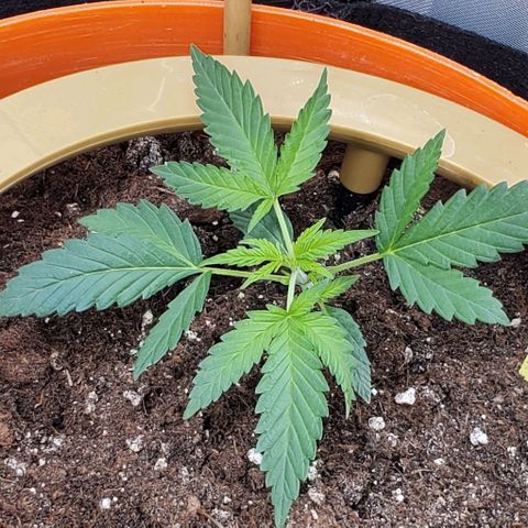 Fuckin' Linda growlog photo: Started LST