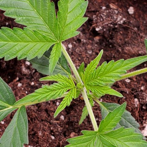 Fuckin' Linda growlog photo: Started LST