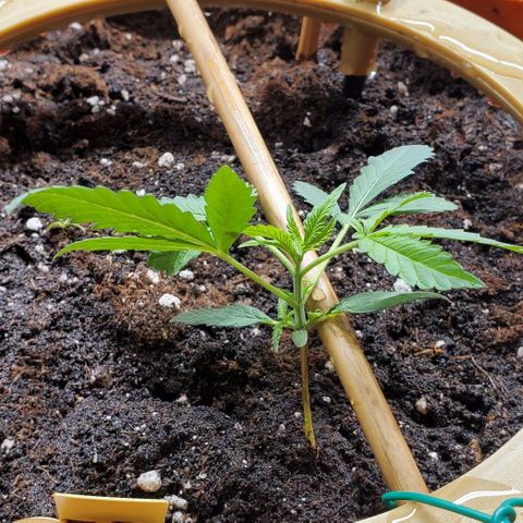 Fuckin' Linda growlog photo: Started LST