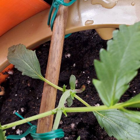 Fuckin' Linda growlog photo: Started LST