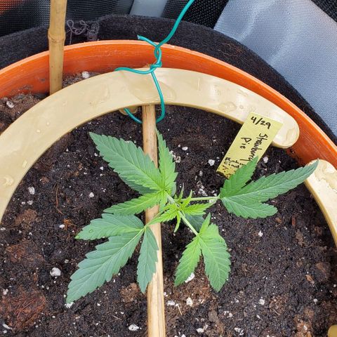 Fuckin' Linda growlog photo: Started LST