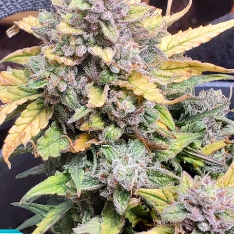 Representative Lemon growlog timeline photo