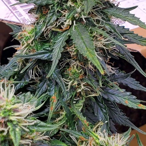 Representative Lemon growlog timeline photo
