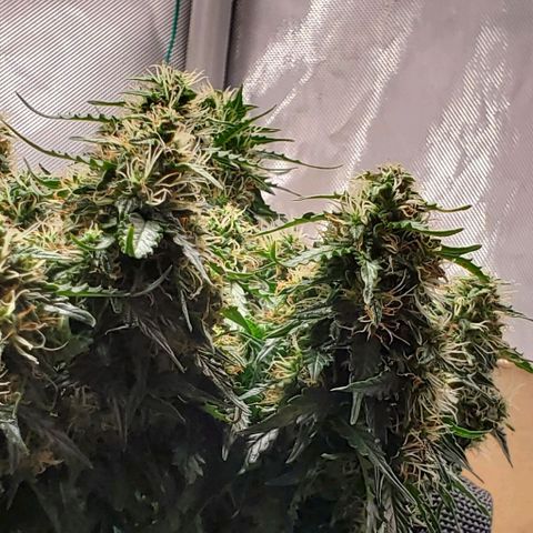 Representative Lemon growlog timeline photo