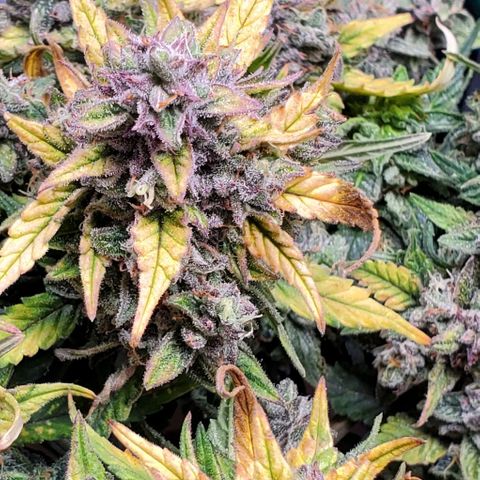 Representative Lemon growlog timeline photo