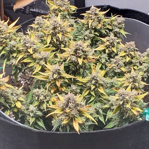 Representative Lemon growlog timeline photo