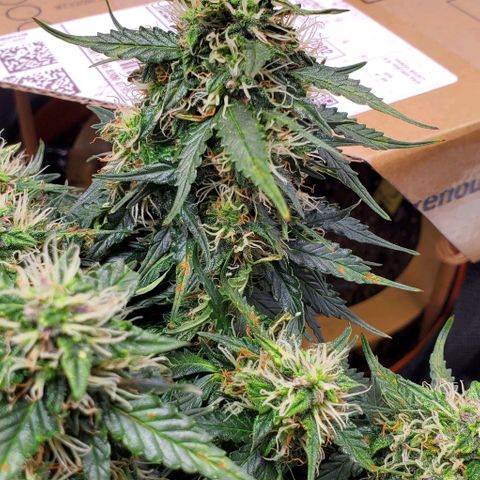 Representative Lemon growlog timeline photo