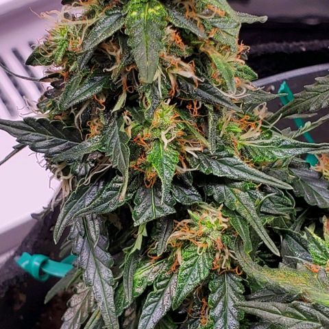 Representative Lemon growlog timeline photo