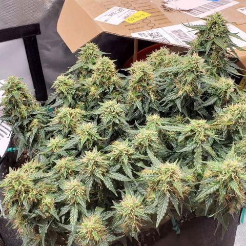 Representative Lemon growlog timeline photo
