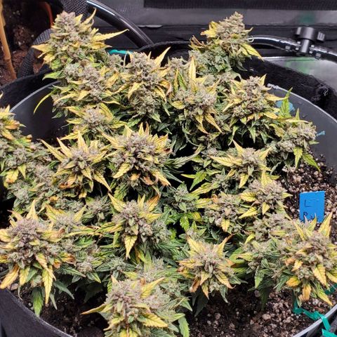 Representative Lemon growlog timeline photo