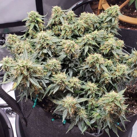 Senator Green growlog timeline photo
