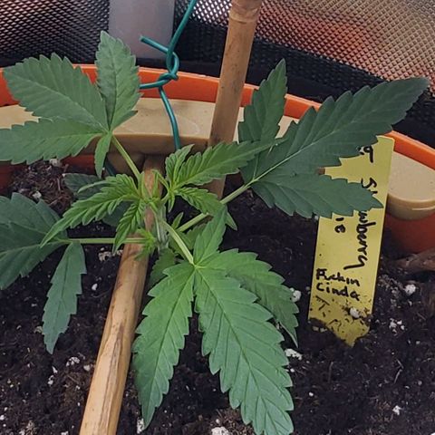Fuckin' Linda growlog timeline photo