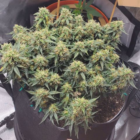 Senator Green growlog timeline photo