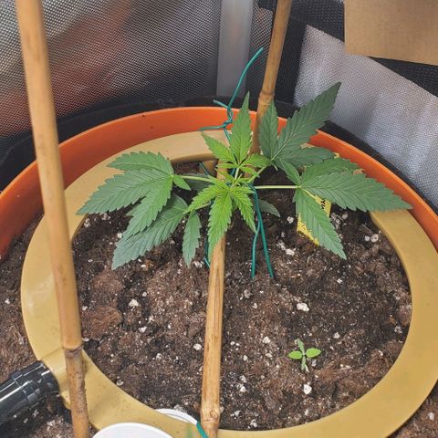 Fuckin' Linda growlog timeline photo