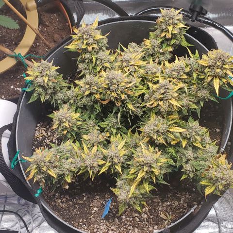 Representative Lemon growlog timeline photo