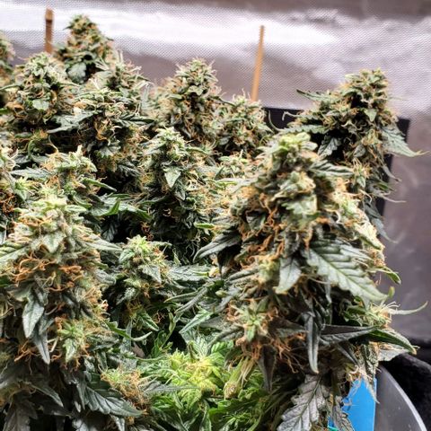 Senator Green growlog photo: I don't remember if it was yesterday or the day before but I had to take a chunk out of senator green because there was a large nug that became moldy probably due to high humidity