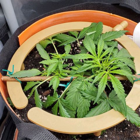 Fuckin' Linda growlog timeline photo