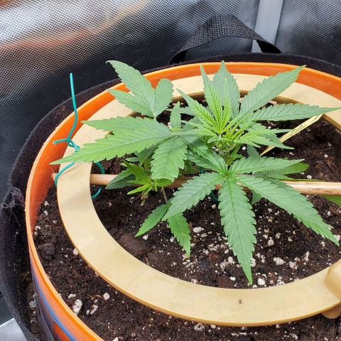 Fuckin' Linda growlog timeline photo