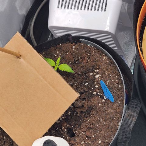 Fuckin' Linda growlog photo: The bigger ones are stinkin crops. Love it