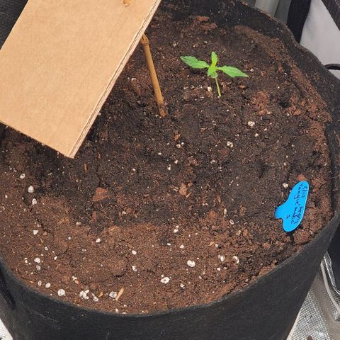 Fuckin' Linda growlog photo: The bigger ones are stinkin crops. Love it