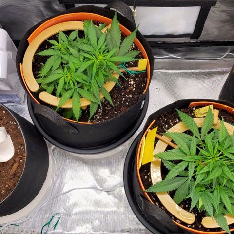 Fuckin' Linda growlog photo: The bigger ones are stinkin crops. Love it