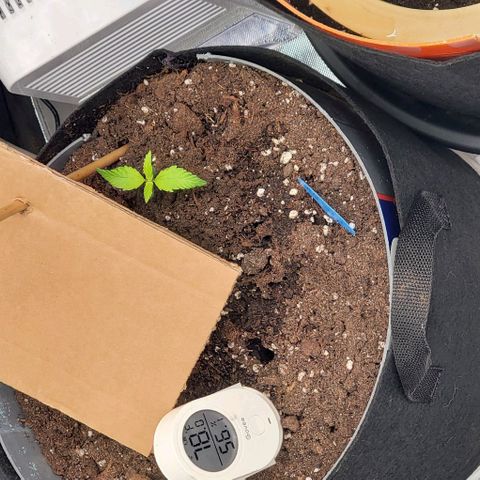 Fuckin' Linda growlog photo: The bigger ones are stinkin crops. Love it