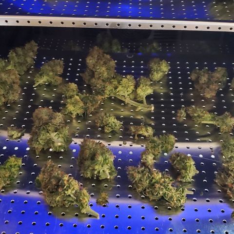 Senator Green growlog photo: Havested. 239.93 wet