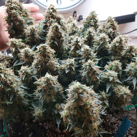 Senator Green growlog photo: Havested. 239.93 wet