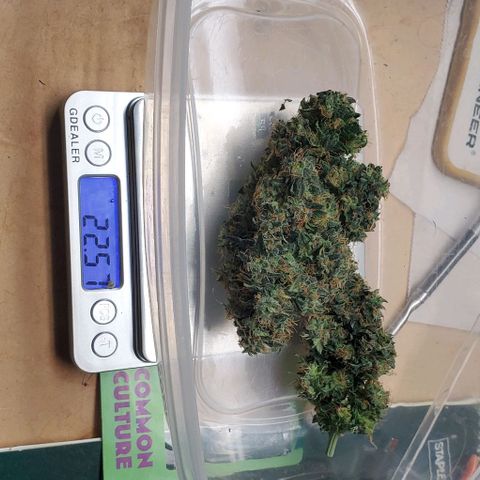 Senator Green growlog photo: Havested. 239.93 wet