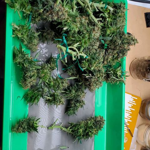 Senator Green growlog photo: Havested. 239.93 wet
