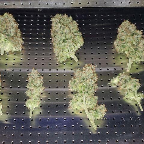 Senator Green growlog photo: Havested. 239.93 wet