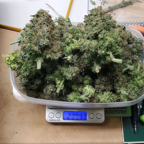 Senator Green growlog photo: Havested. 239.93 wet