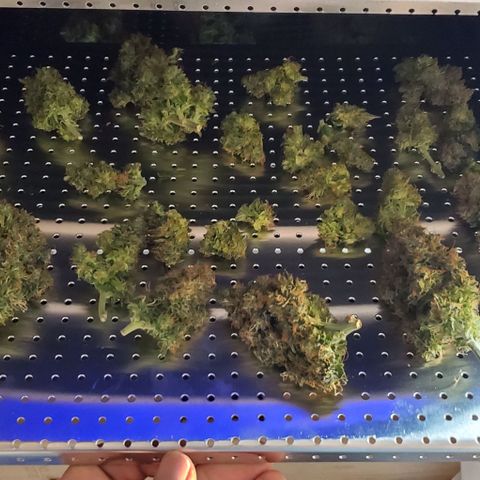 Senator Green growlog photo: Havested. 239.93 wet