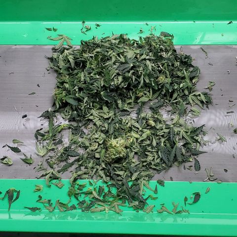 Senator Green growlog photo: Havested. 239.93 wet