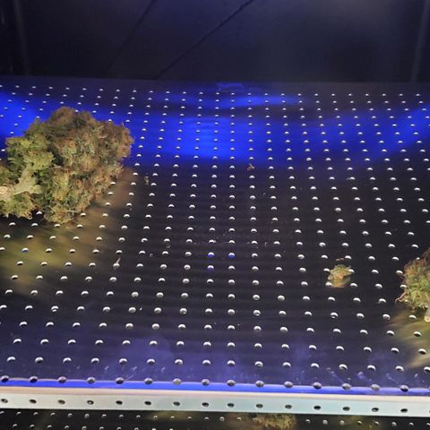 Senator Green growlog photo: Havested. 239.93 wet