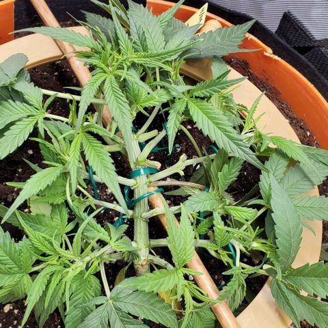 Fuckin' Linda growlog timeline photo