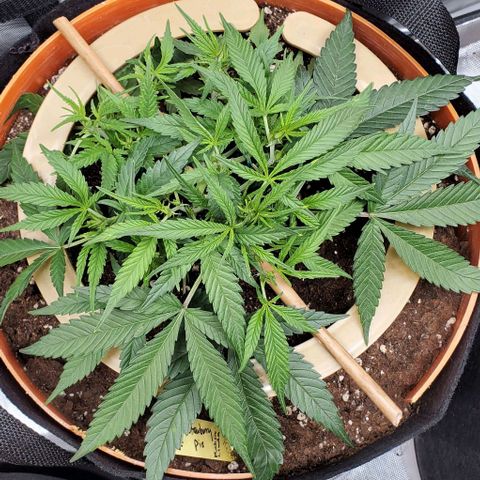 Fuckin' Linda growlog timeline photo