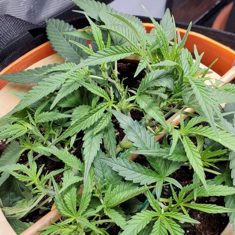 Fuckin' Linda growlog timeline photo