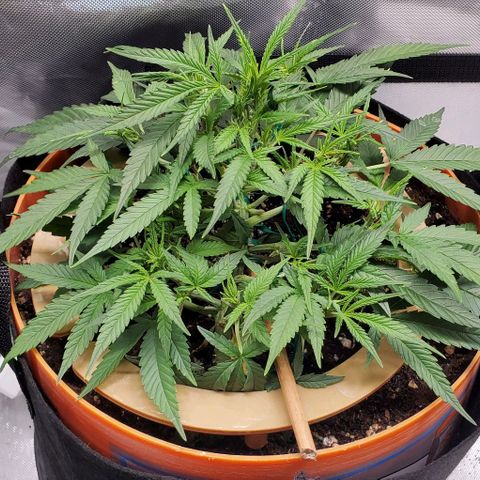 Fuckin' Linda growlog timeline photo